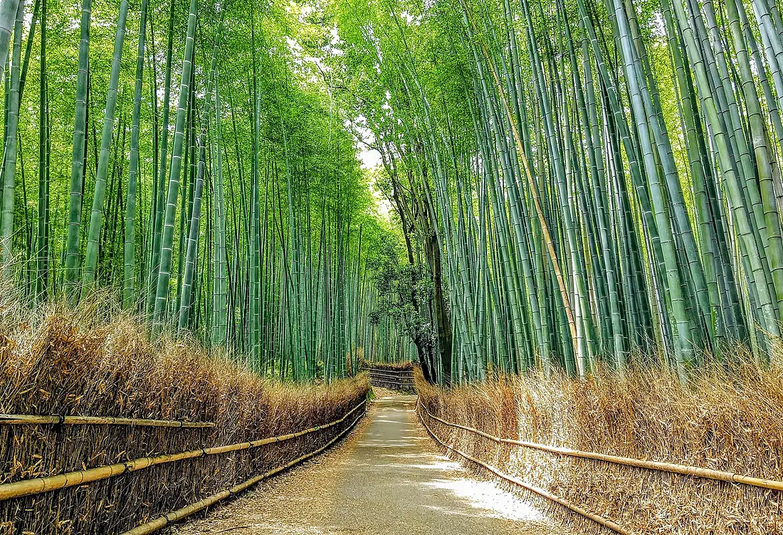 2021 Sagano Bamboo forest in Arashiyama, Kyoto, Japan
