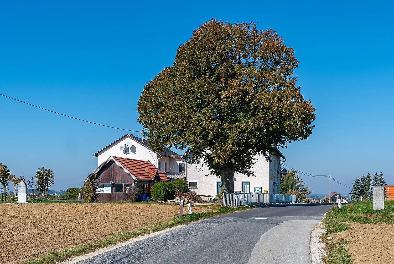 Kremsmünster Guntendorf Baum mitten in der Welt-3856