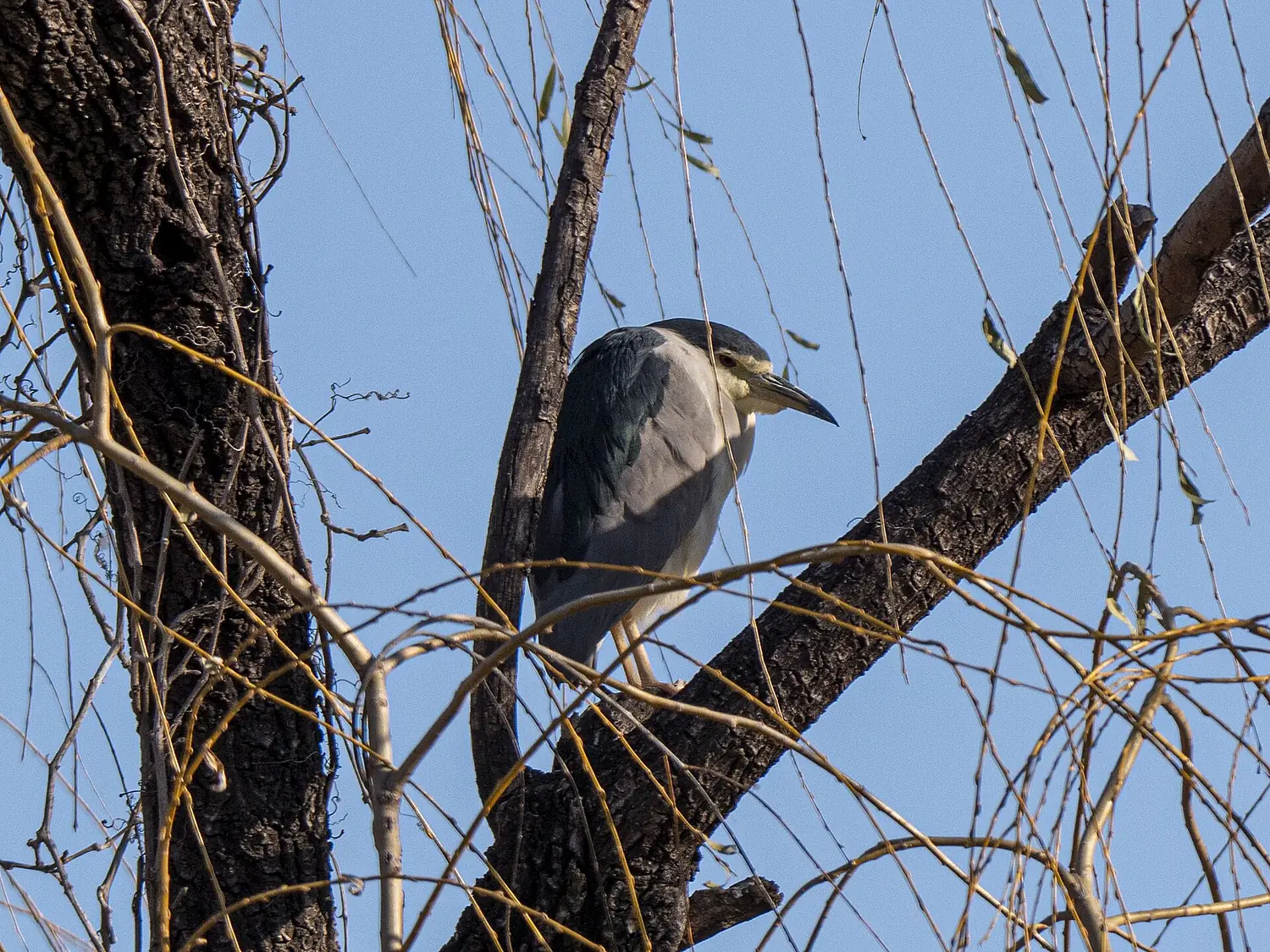 Black-crowned night-heron male in Beijing Chaoyang park