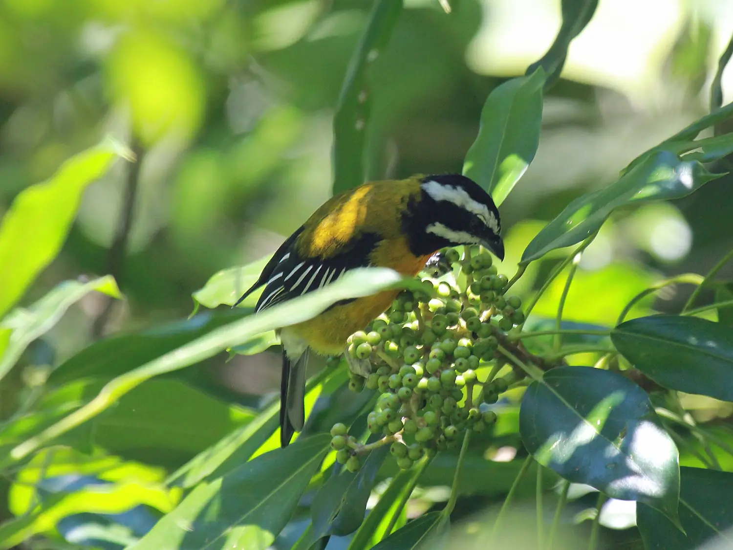 Jamaican Spindalis RWD4