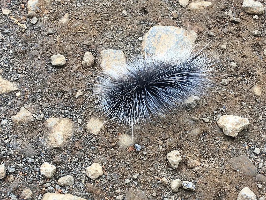 Caterpillar Bolaven Plateau