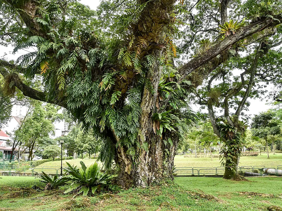 Ferns Rain Tree Bukit Timah Singapore Feb23 D72 25191