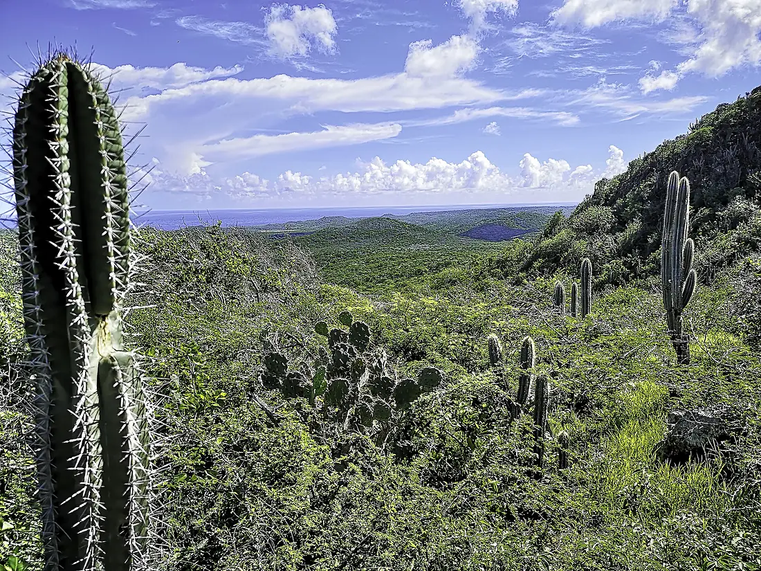Christoffelberg - cactussen