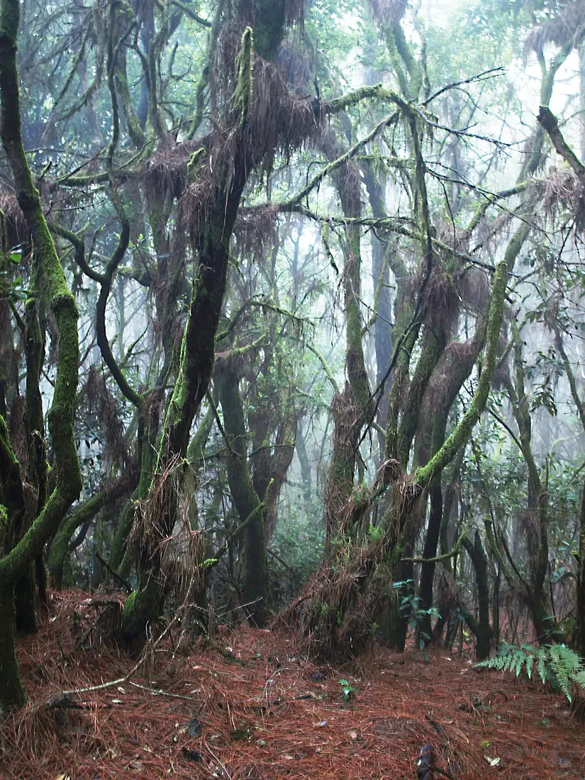 Bosque lluvioso de Cumbre Vieja (La Palma)