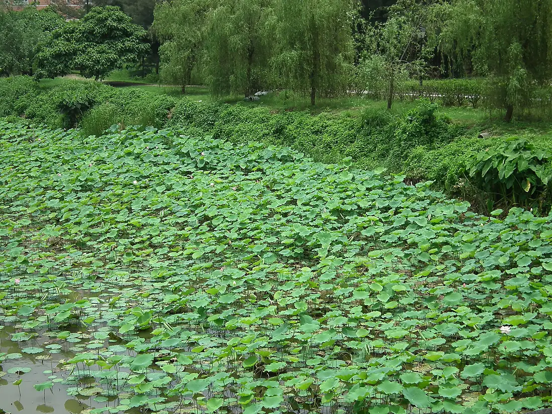 十字公園 Dra Launnda Mesparteiro Park - panoramio