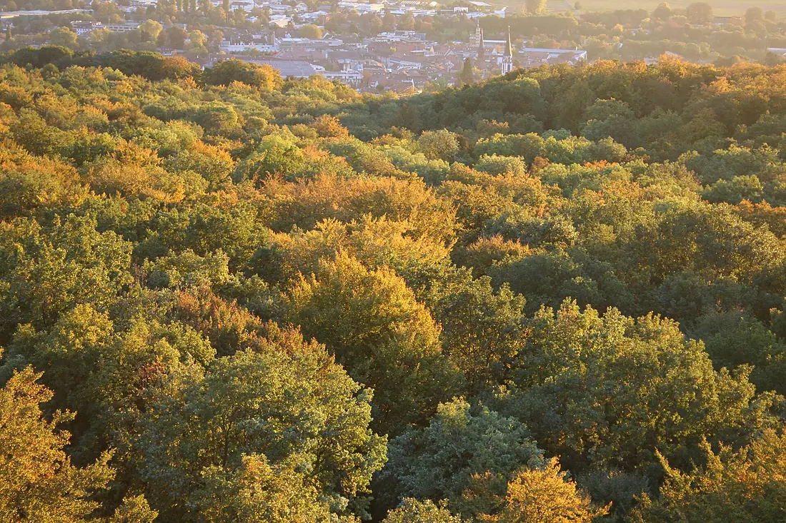 Herbstwald-am-Eichberg