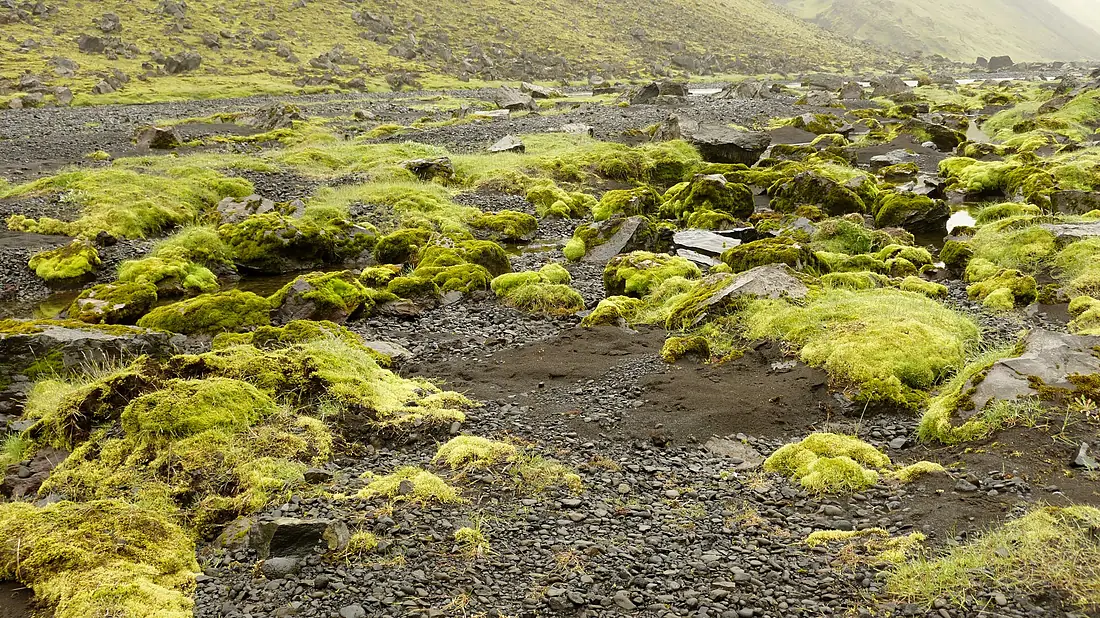 Eldgja Fluorescent moss and dark sand 2