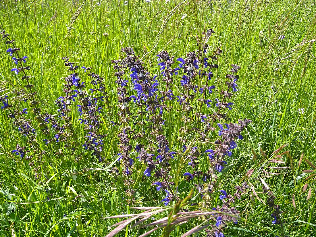 20160522 Himmelhof (26571568554)