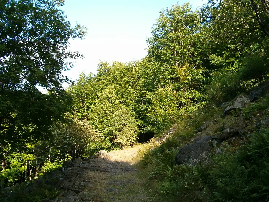 Heves County, Kékes, clearing