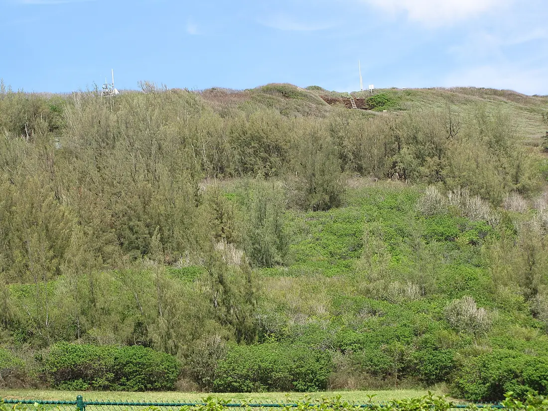 Starr-130320-3428-Casuarina equisetifolia-habit view Mokolea Pt-Sea Cliff Kilauea-Kauai (24582360903)