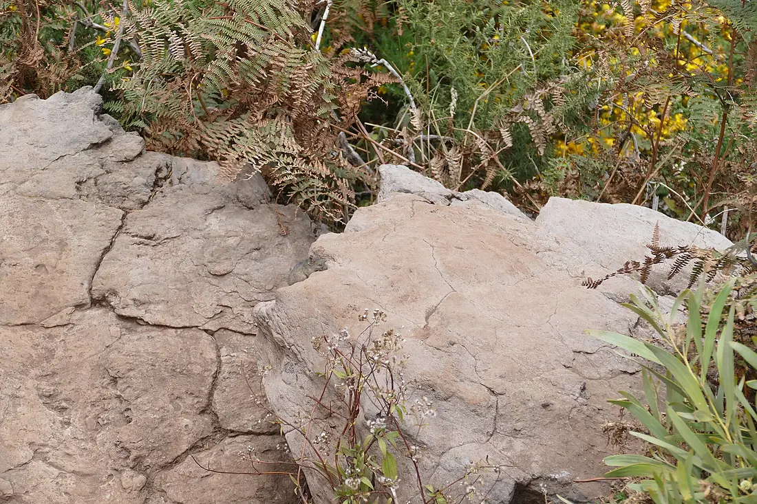 Dormouse in the rocks of Maïdo in Réunion