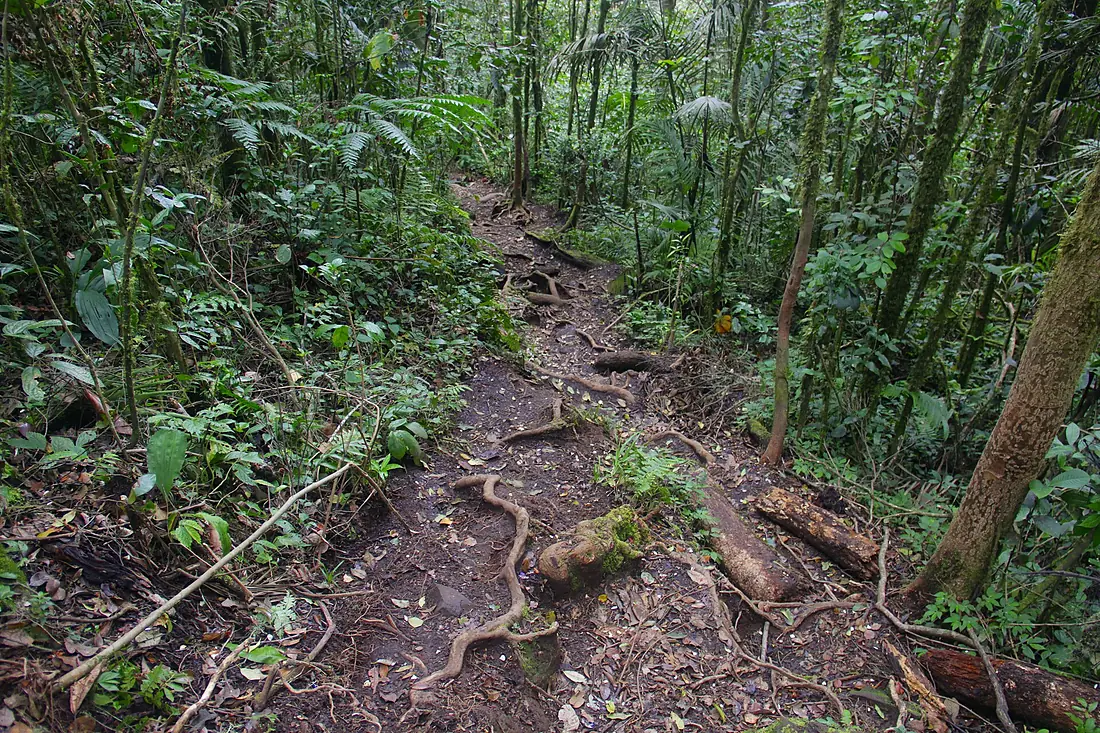 Jalur pendakian shelter 1 gunung kerinci 3805mdpl