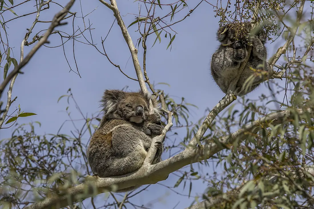Koala (Phascolarctos cinereus) female Mount Lofty 4