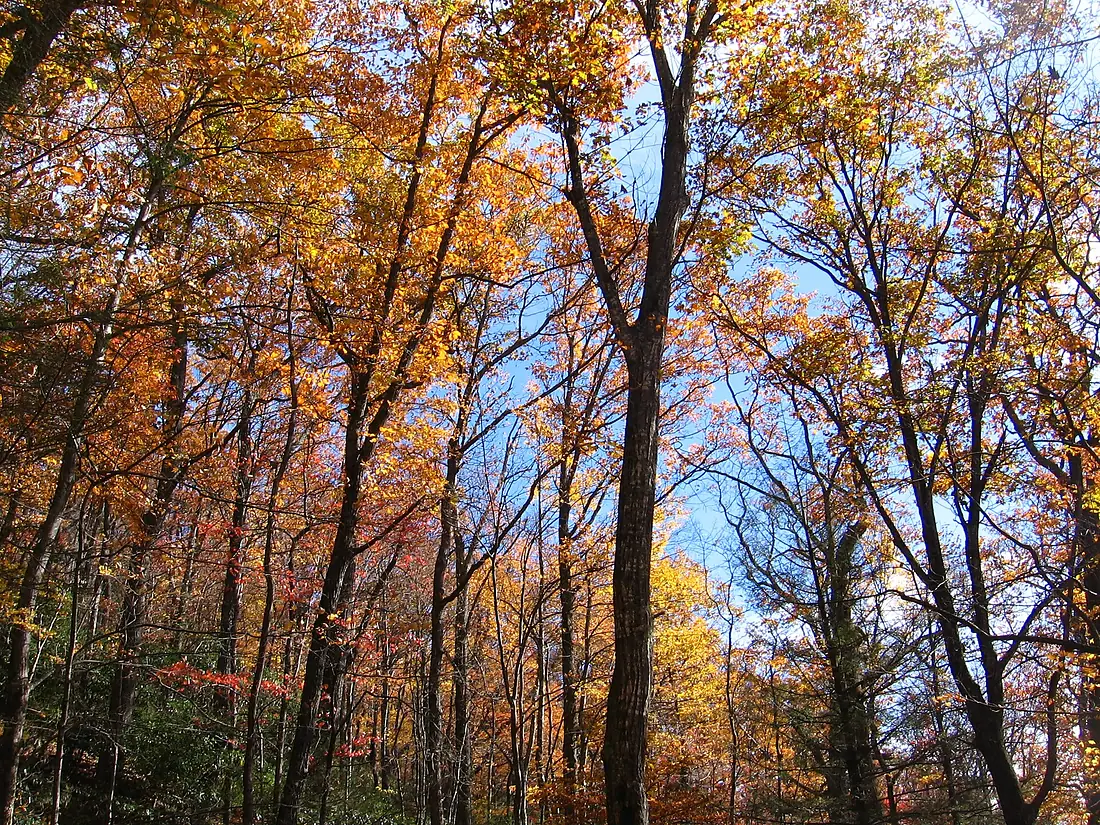 Mount Mitchell Fall Foliage