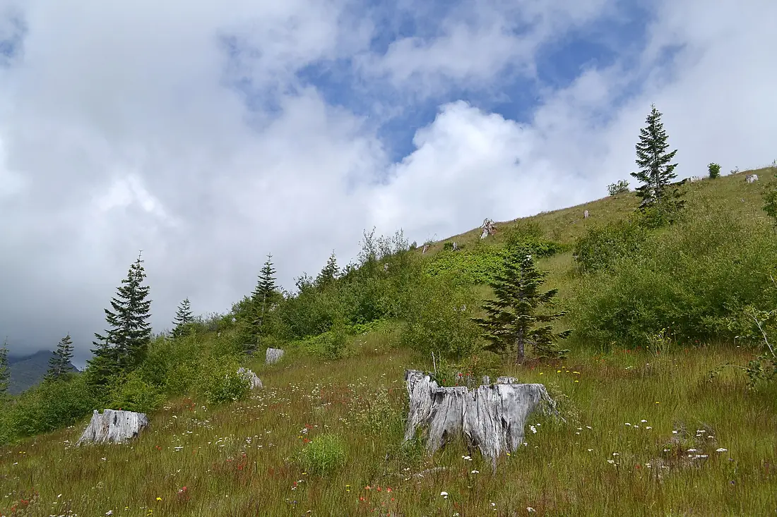 Mount-St-Helens-Johnston-Ridge-36-years-later