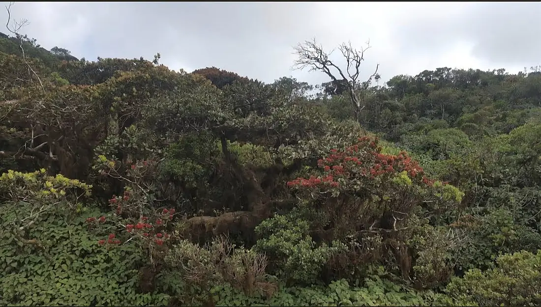 Clod forest canopy