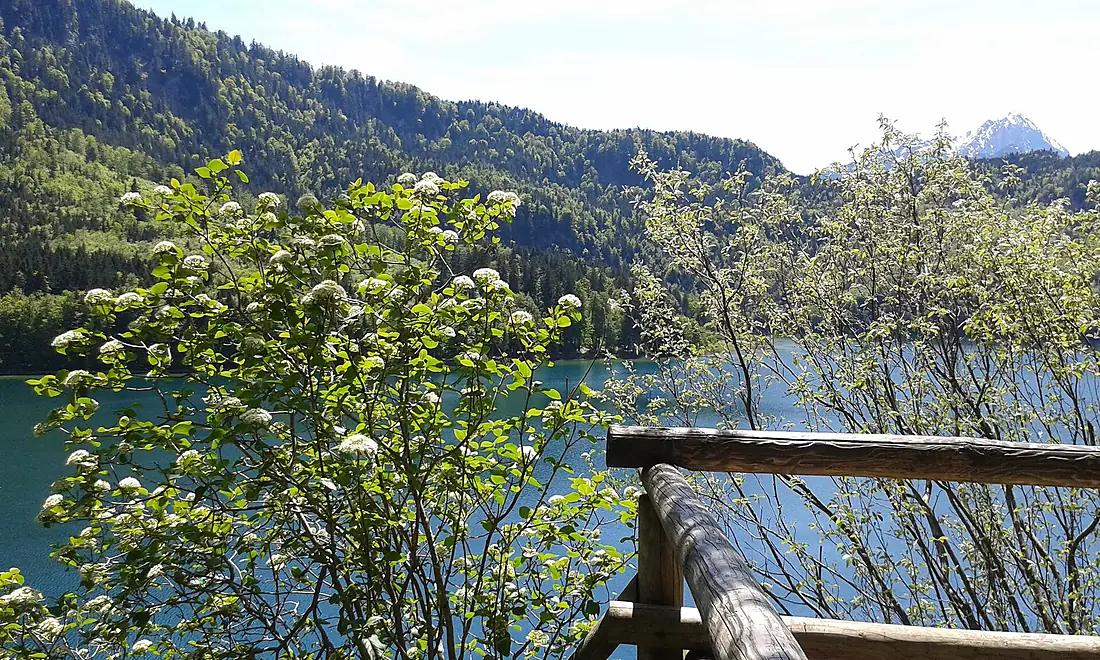 Alpseeblick vom Pindarplatz