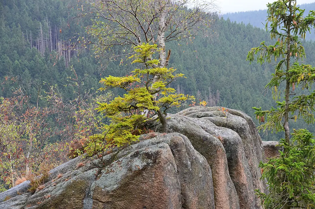 Harz Rabenklippe Okt-2016 DSC 0805