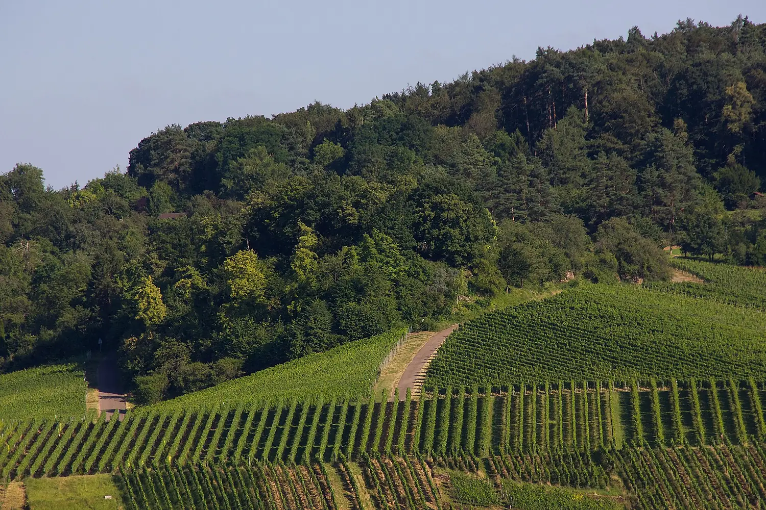 Sieben linden stetten