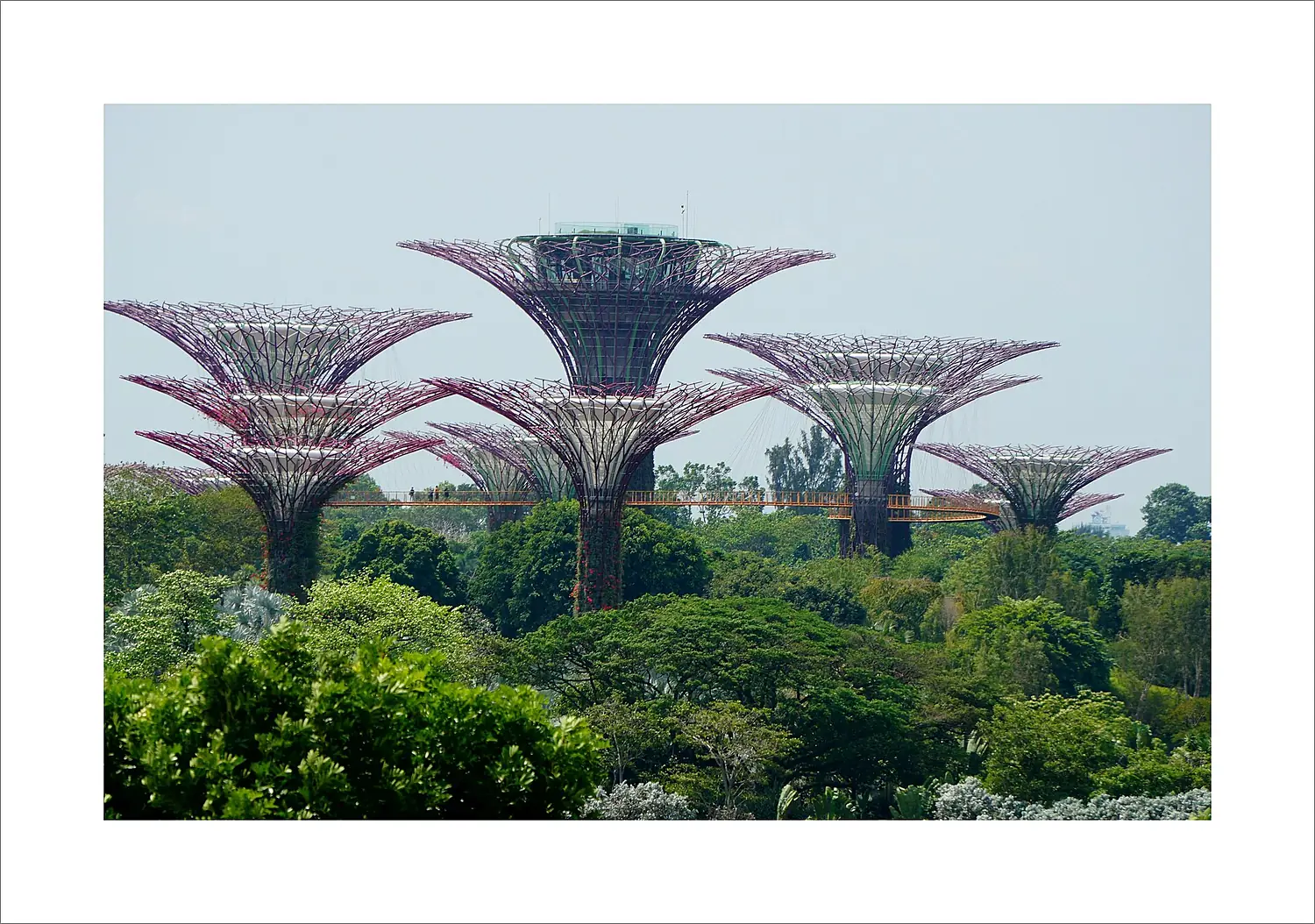 Supertree Observatory & OCBC Skyway (51087451611)
