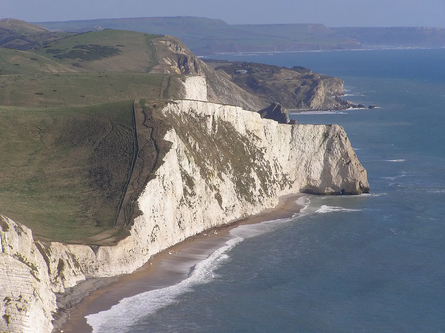 Bats head from white nothe
