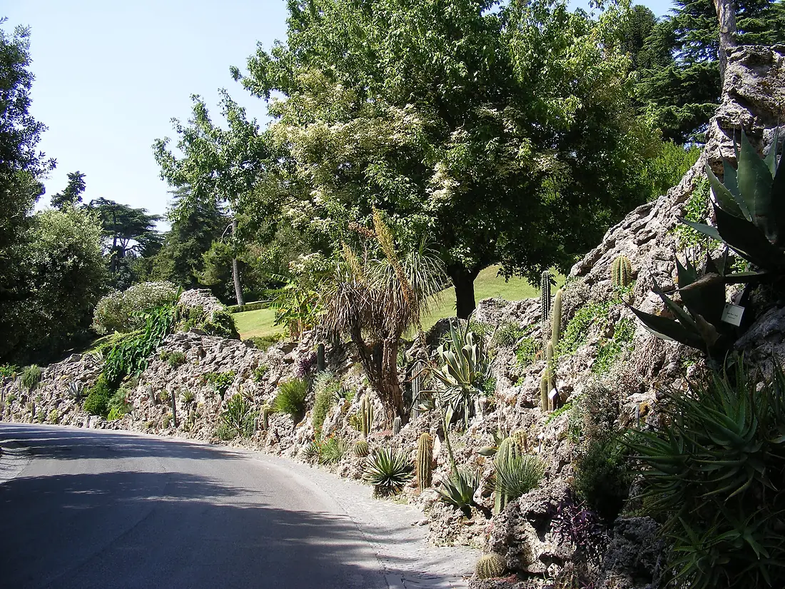 Gardens in Vatican City - Cactaceae - 2
