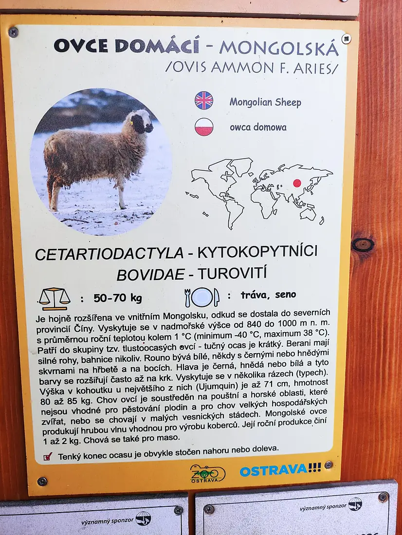 Bilboard, ovce domácí, ZOO Ostrava
