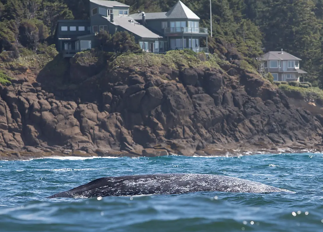 Gray whale & houses, Depoe Bay