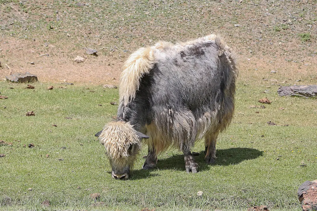 Yak at Yolyn Am 03